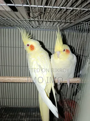 Cockatiel Emergency Sale