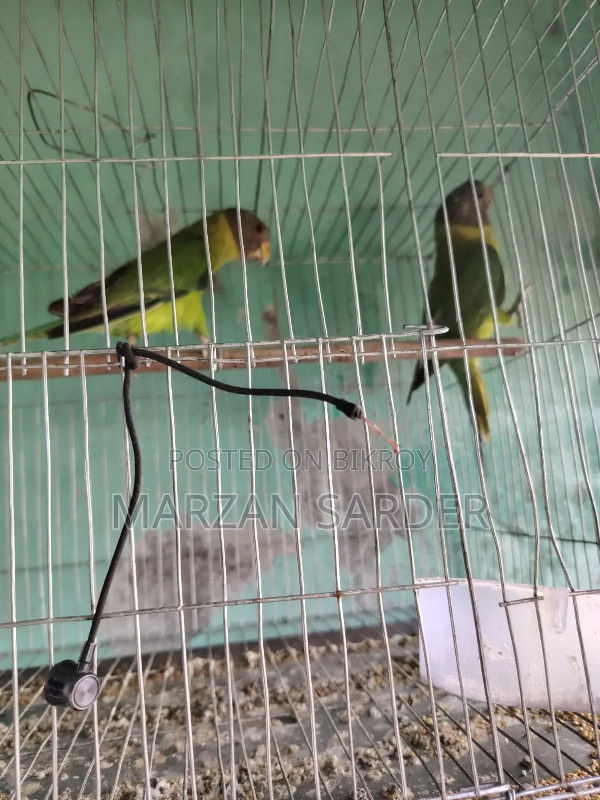 Want to exchange Hiramon parrot
