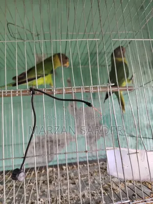 Want to exchange Hiramon parrot