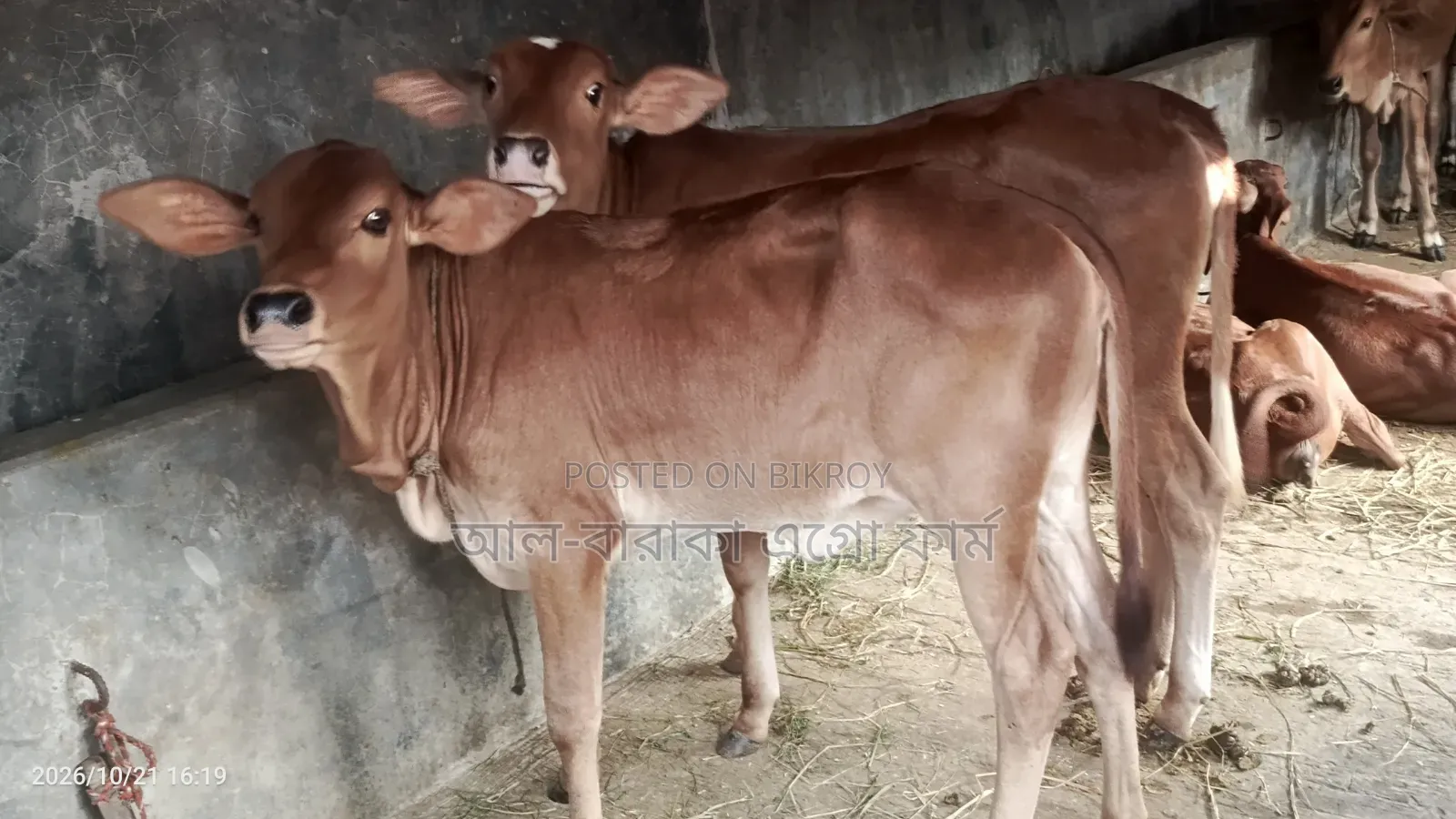 উন্নত জাতের ৬টি শাহীওয়াল বকনা গরু বিক্রি হবে
