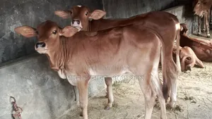 উন্নত জাতের ৬টি শাহীওয়াল বকনা গরু বিক্রি হবে