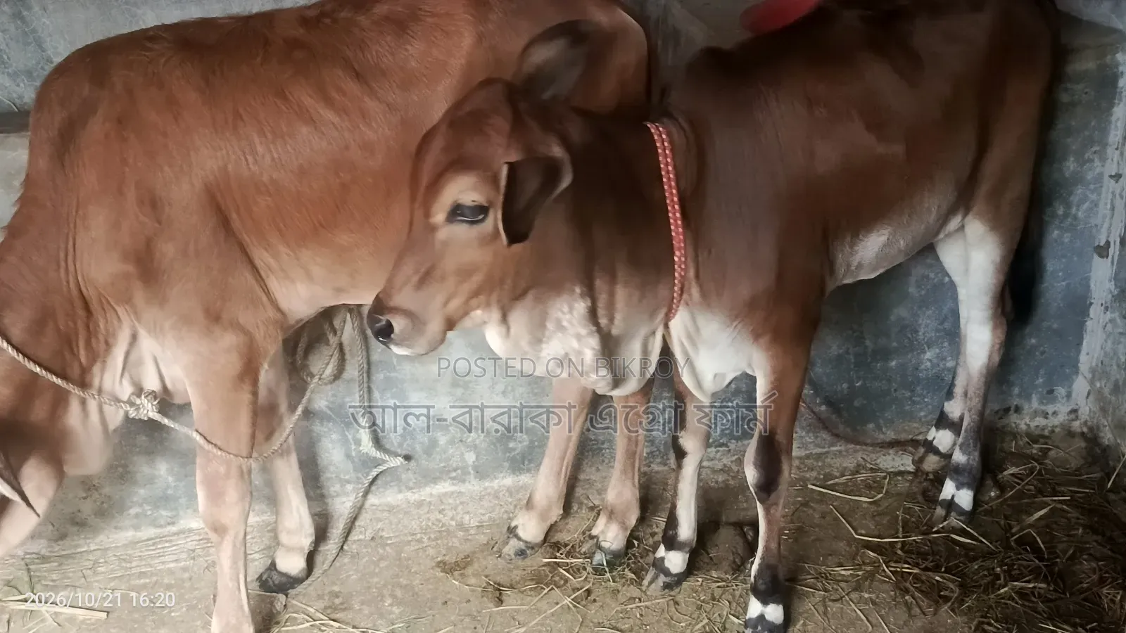 উন্নত জাতের ৬টি শাহীওয়াল বকনা গরু বিক্রি হবে