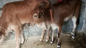 উন্নত জাতের ৬টি শাহীওয়াল বকনা গরু বিক্রি হবে