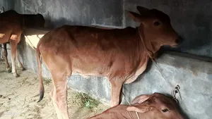 উন্নত জাতের ৬টি শাহীওয়াল বকনা গরু বিক্রি হবে