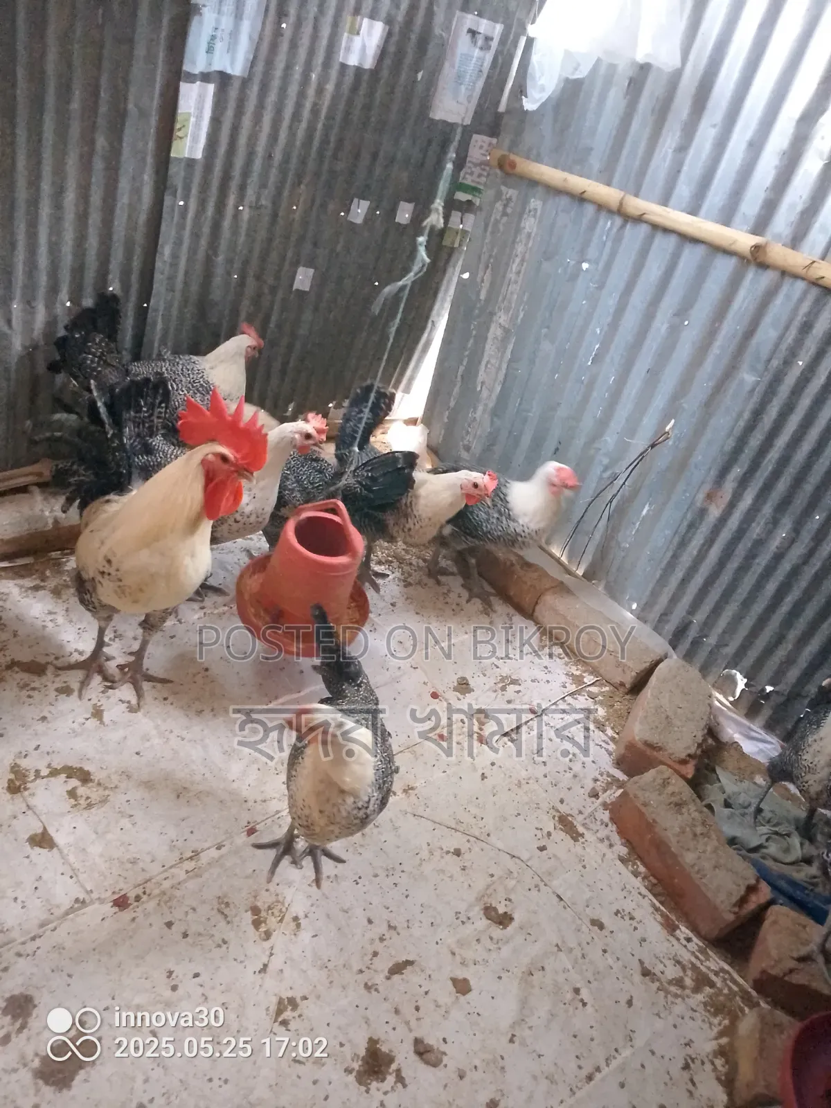 Egyptian Fayoumi Laying Hen. Running