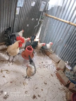 Egyptian Fayoumi Laying Hen. Running