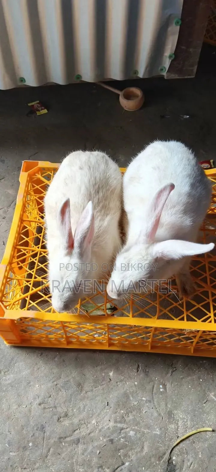 খরগোশ বিক্রয়