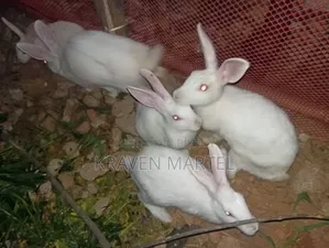 খরগোশ বিক্রয়