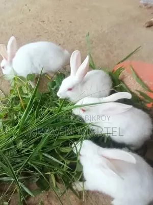 খরগোশ বিক্রয়