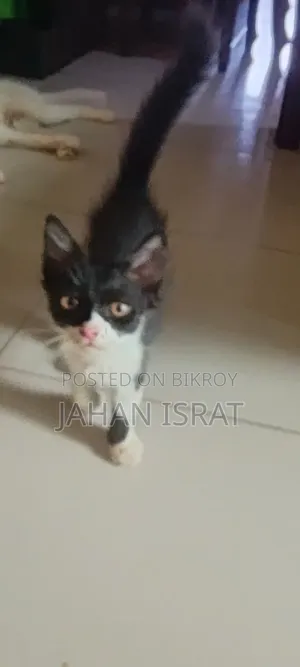 3-6 months Male Mixed Breed Persian