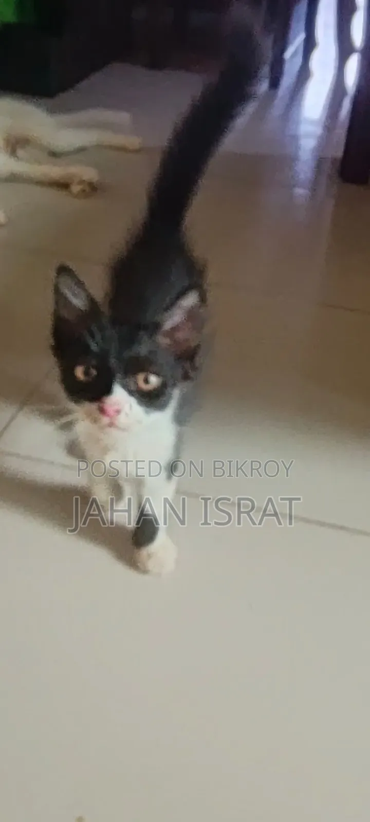 3-6 months Male Mixed Breed Persian