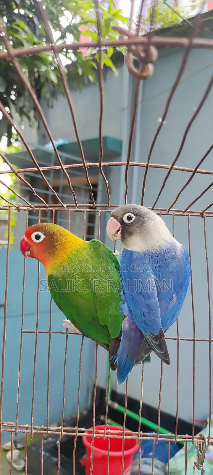 মাস্টার পেয়ার লাভ বার্ড / Master Pair Love Bird