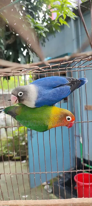 মাস্টার পেয়ার লাভ বার্ড / Master Pair Love Bird