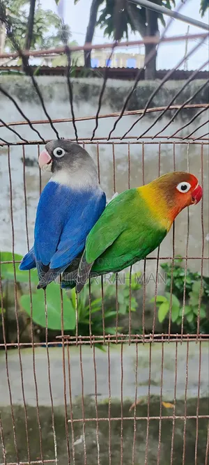 মাস্টার পেয়ার লাভ বার্ড / Master Pair Love Bird