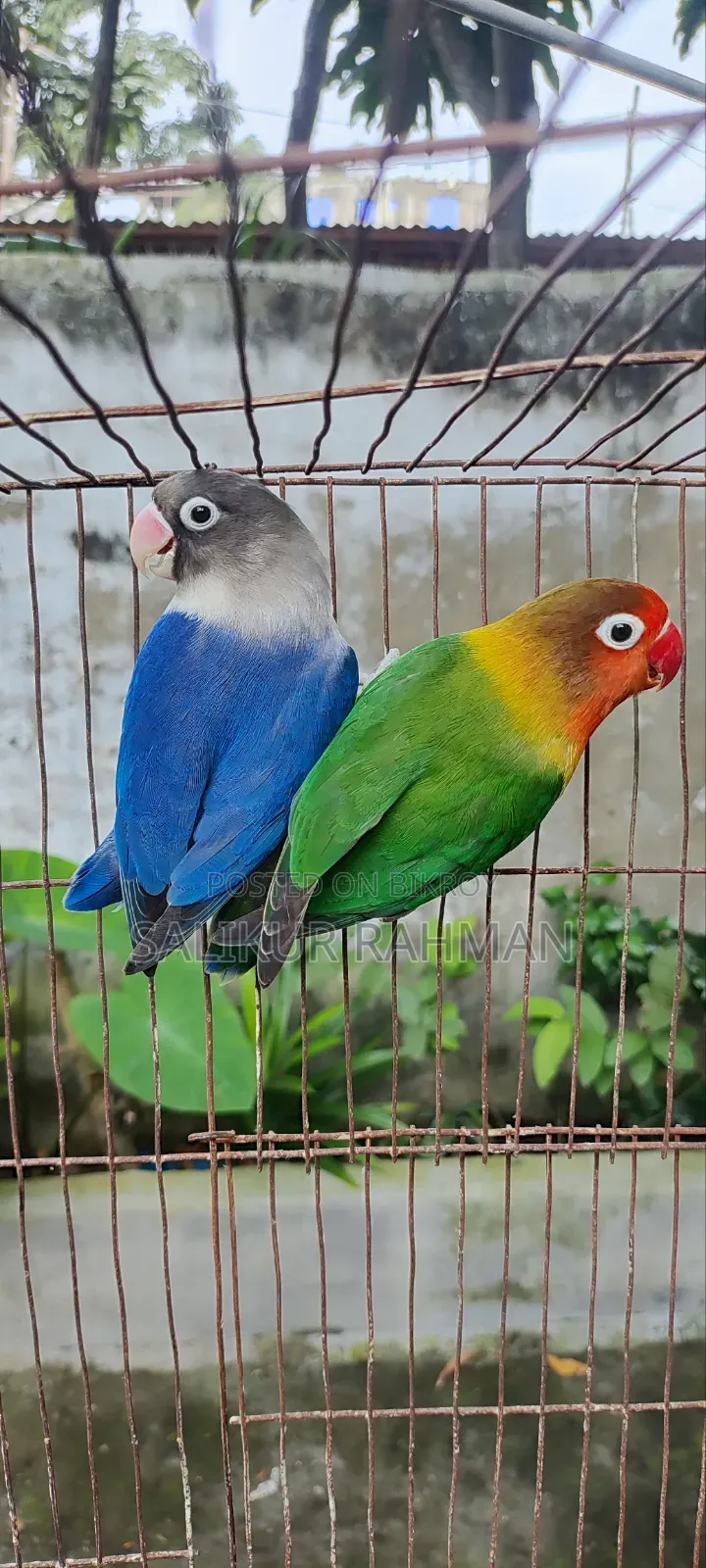 মাস্টার পেয়ার লাভ বার্ড / Master Pair Love Bird