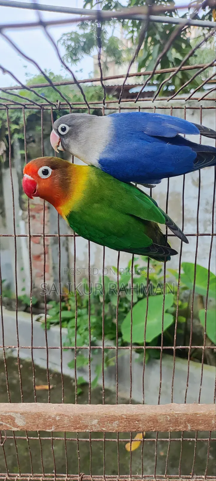 মাস্টার পেয়ার লাভ বার্ড / Master Pair Love Bird