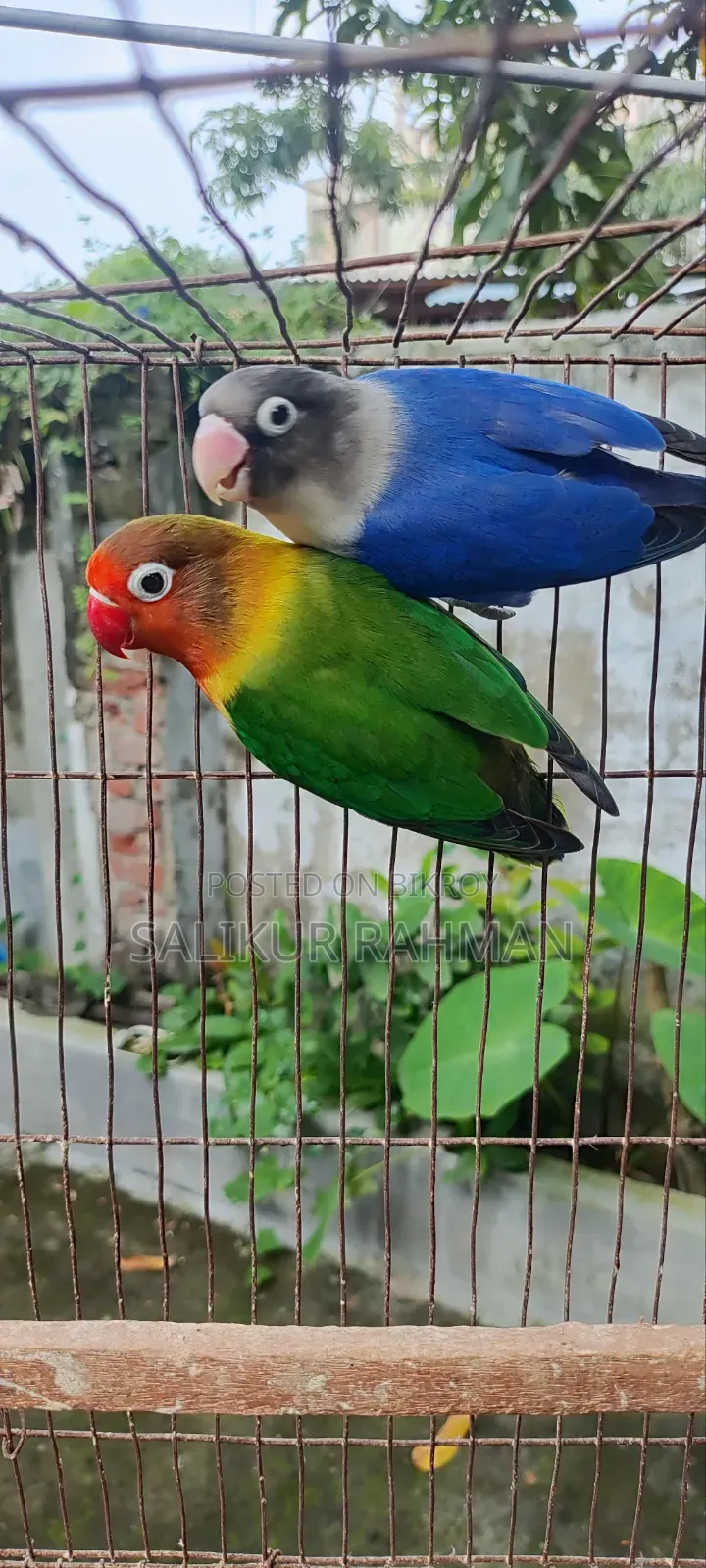 মাস্টার পেয়ার লাভ বার্ড / Master Pair Love Bird