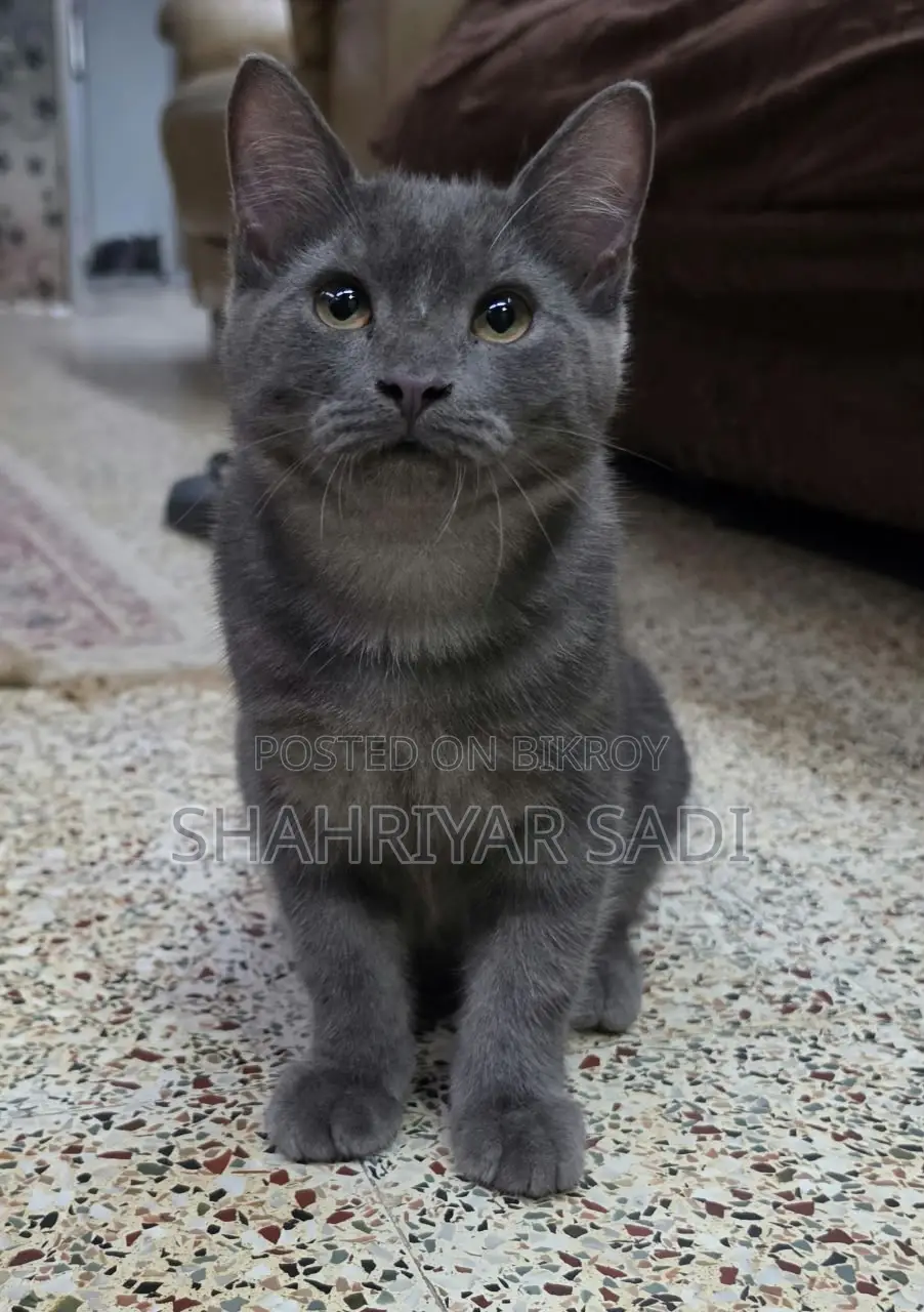 1-3 months Male Purebred British Shorthair