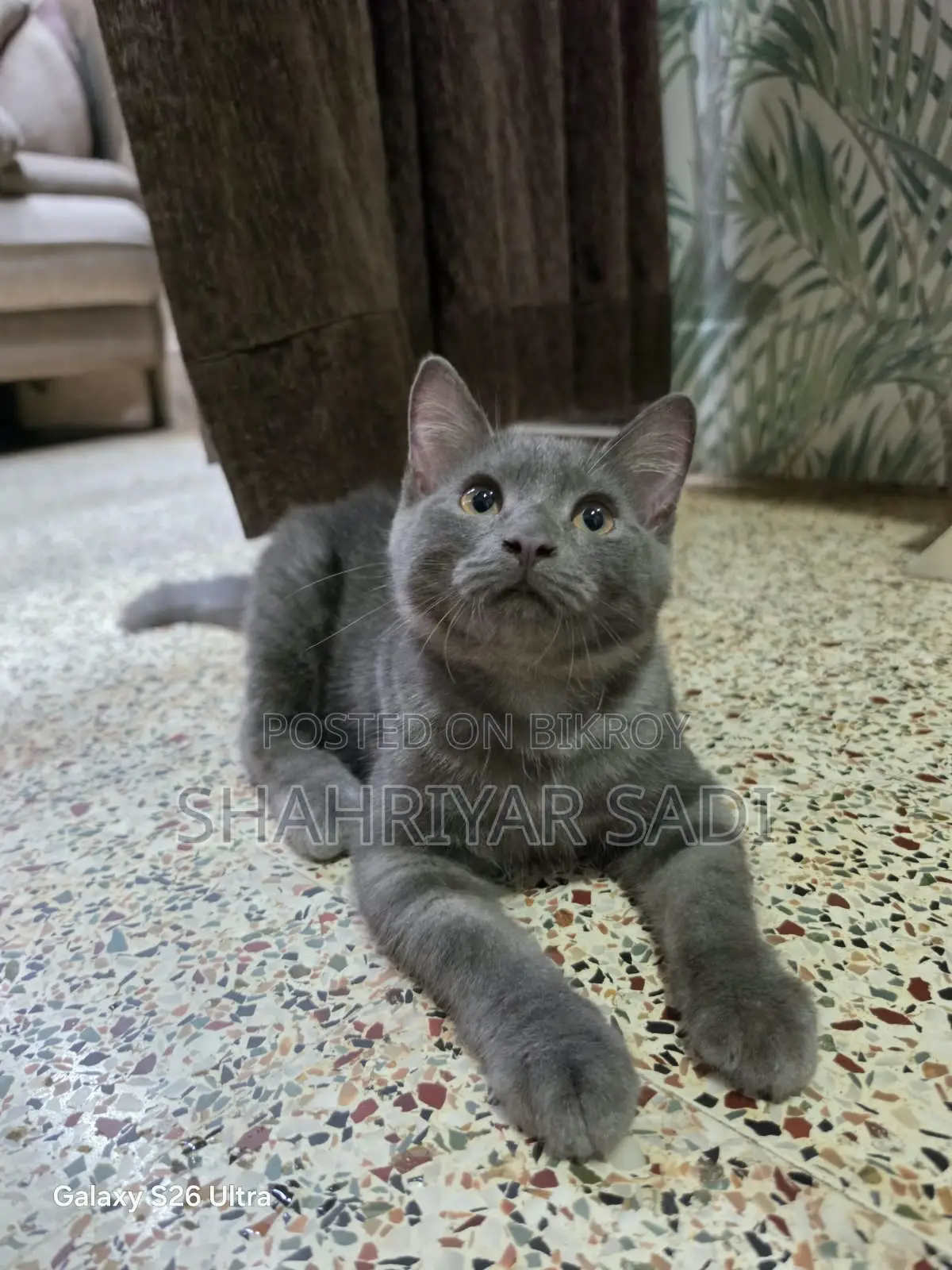 1-3 months Male Purebred British Shorthair