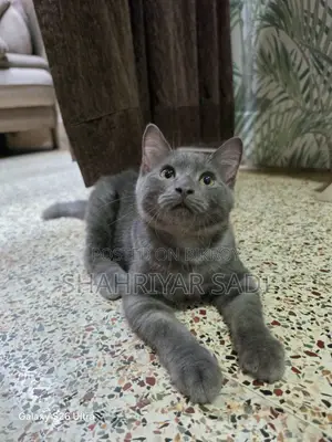 1-3 months Male Purebred British Shorthair