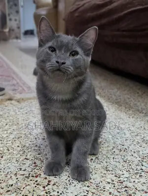 1-3 months Male Purebred British Shorthair