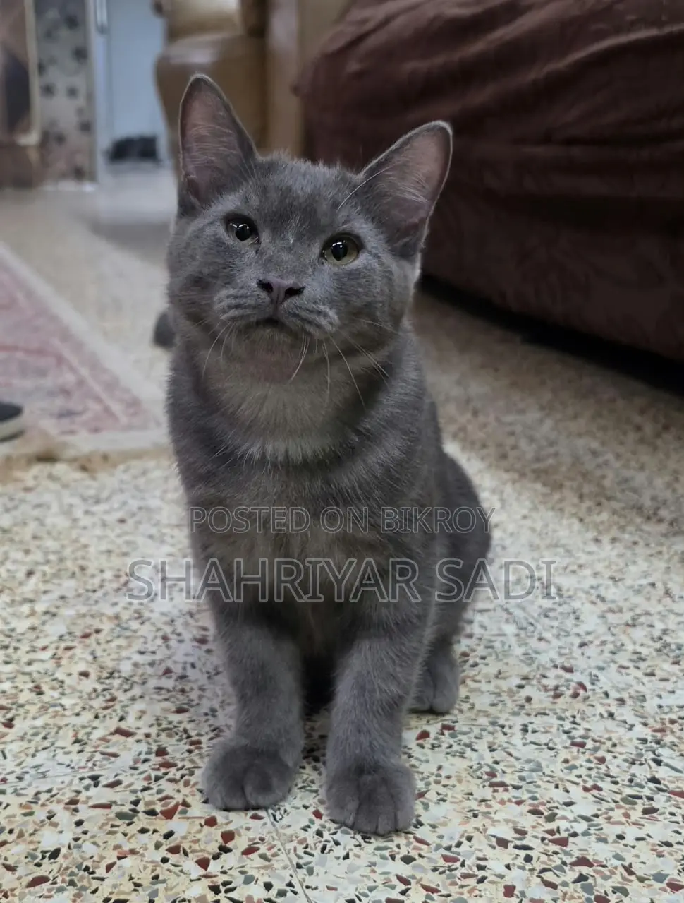 1-3 months Male Purebred British Shorthair