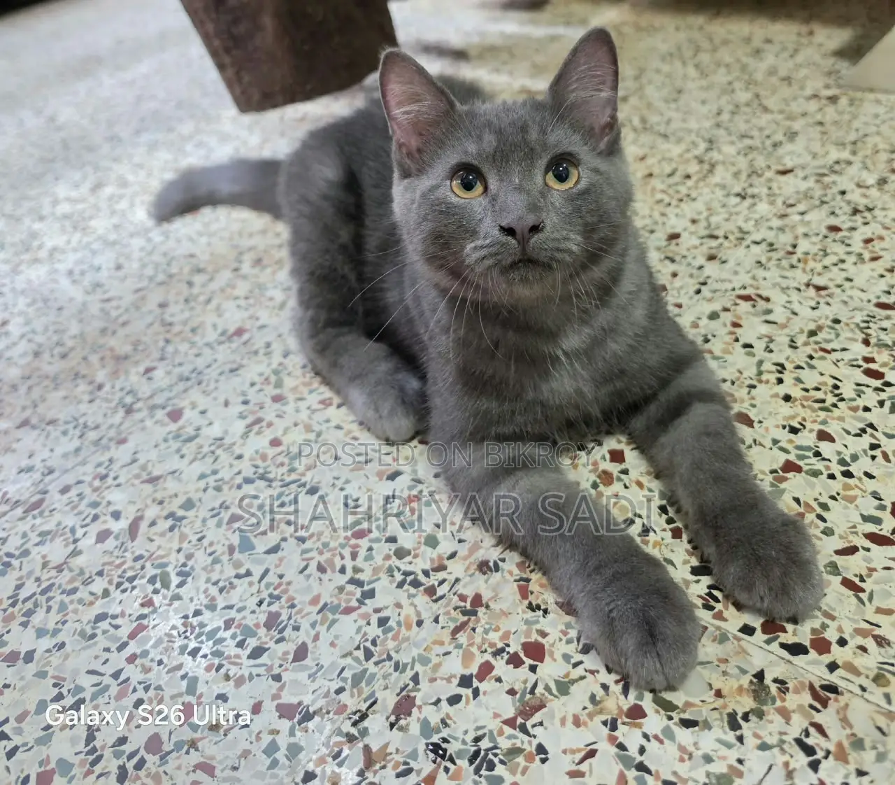 1-3 months Male Purebred British Shorthair