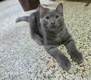 1-3 months Male Purebred British Shorthair