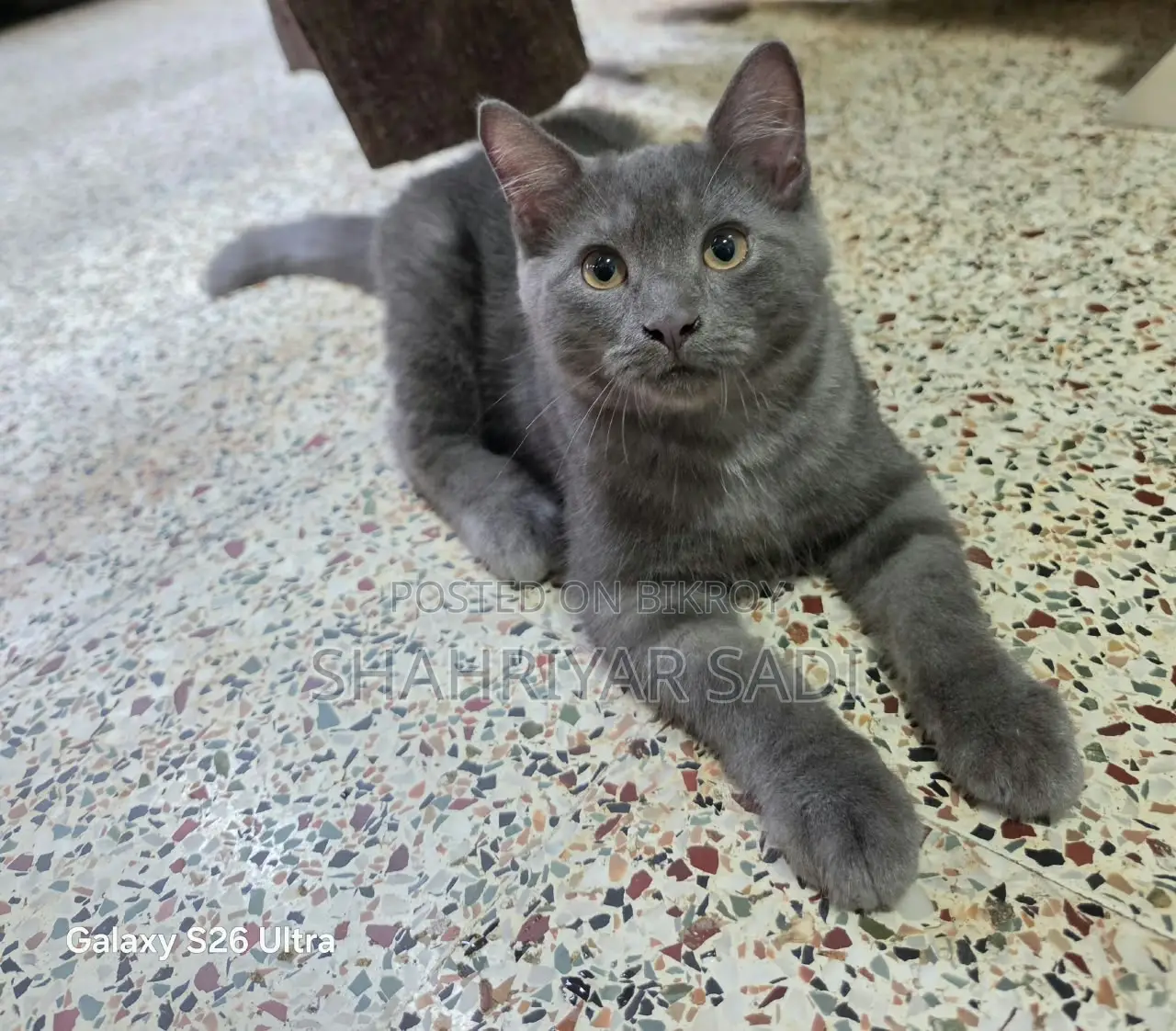 1-3 months Male Purebred British Shorthair