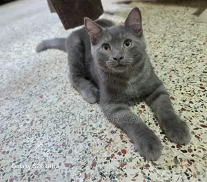 1-3 months Male Purebred British Shorthair