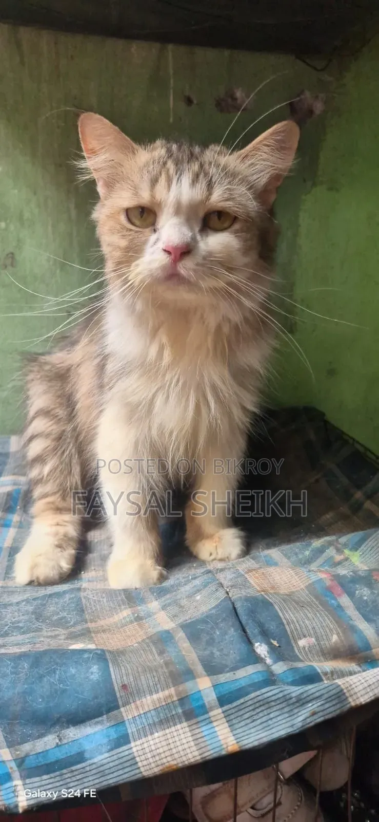 1+ year Female Purebred Persian