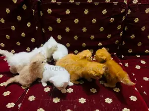 ১-৩ মাসের ফিমেল পিওরব্রেড পার্সিয়ান