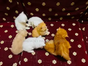 ১-৩ মাসের ফিমেল পিওরব্রেড পার্সিয়ান