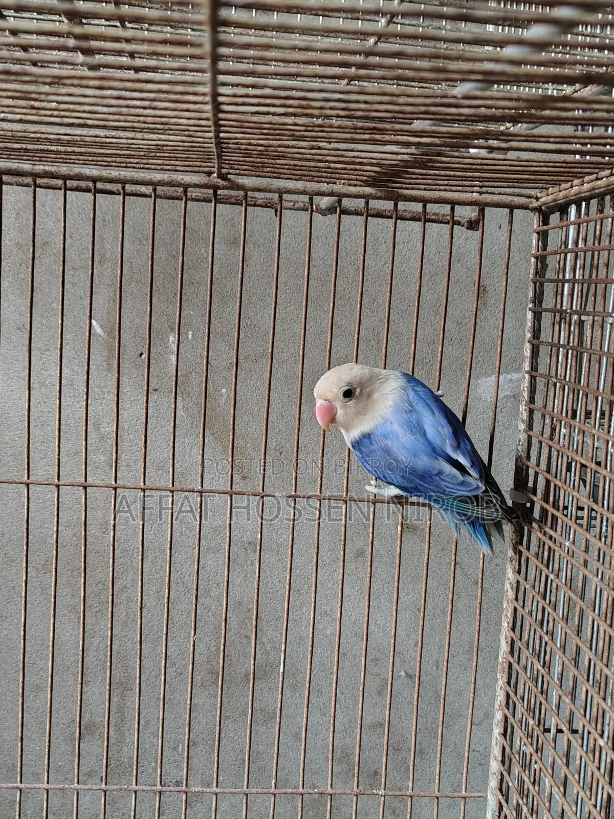 Df Violet Opaline