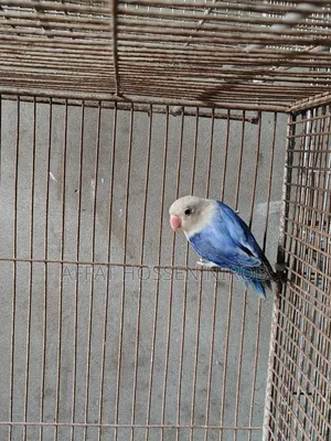 Df Violet Opaline