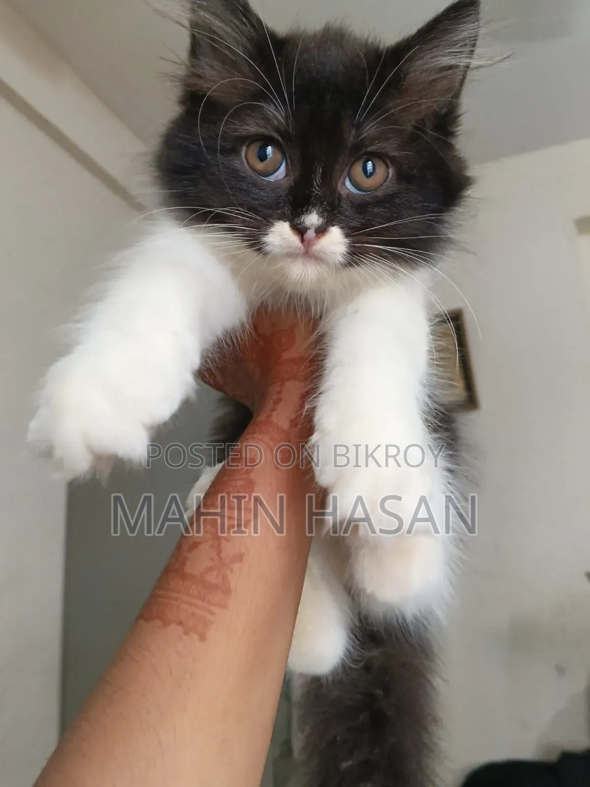 1-3 months Female Purebred Persian