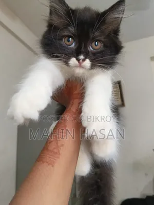 ১-৩ মাস বয়সী ফিমেল পিওরব্রেড পার্সিয়ান