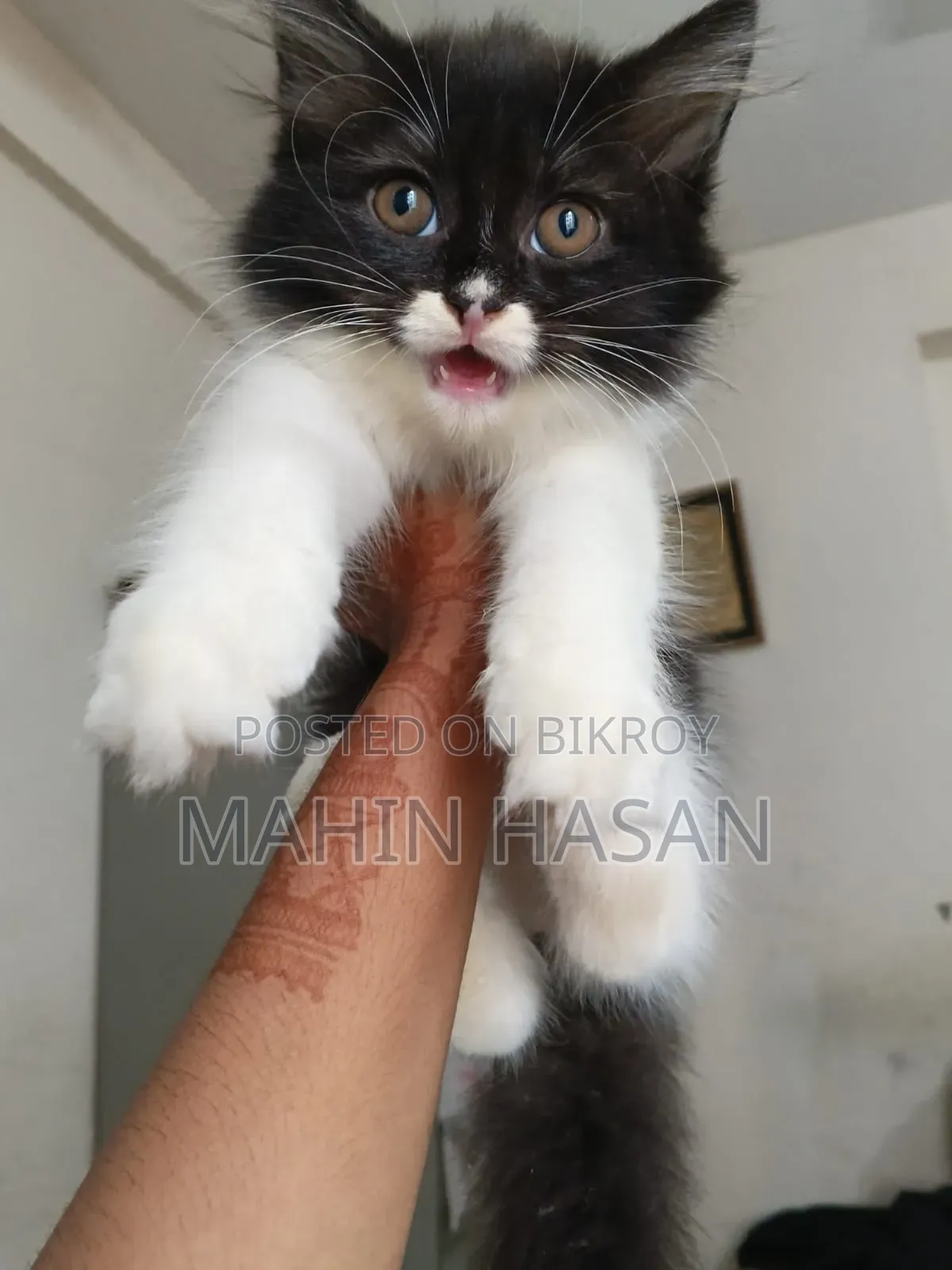 1-3 months Female Purebred Persian