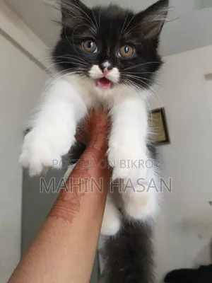 1-3 months Female Purebred Persian