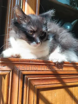 1-3 months Female Purebred Persian