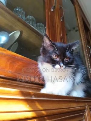 1-3 months Female Purebred Persian