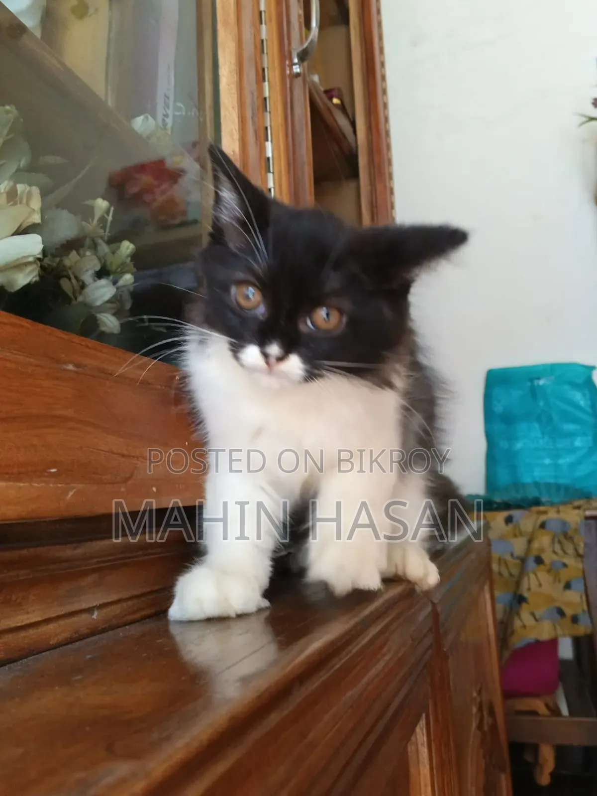 1-3 months Female Purebred Persian