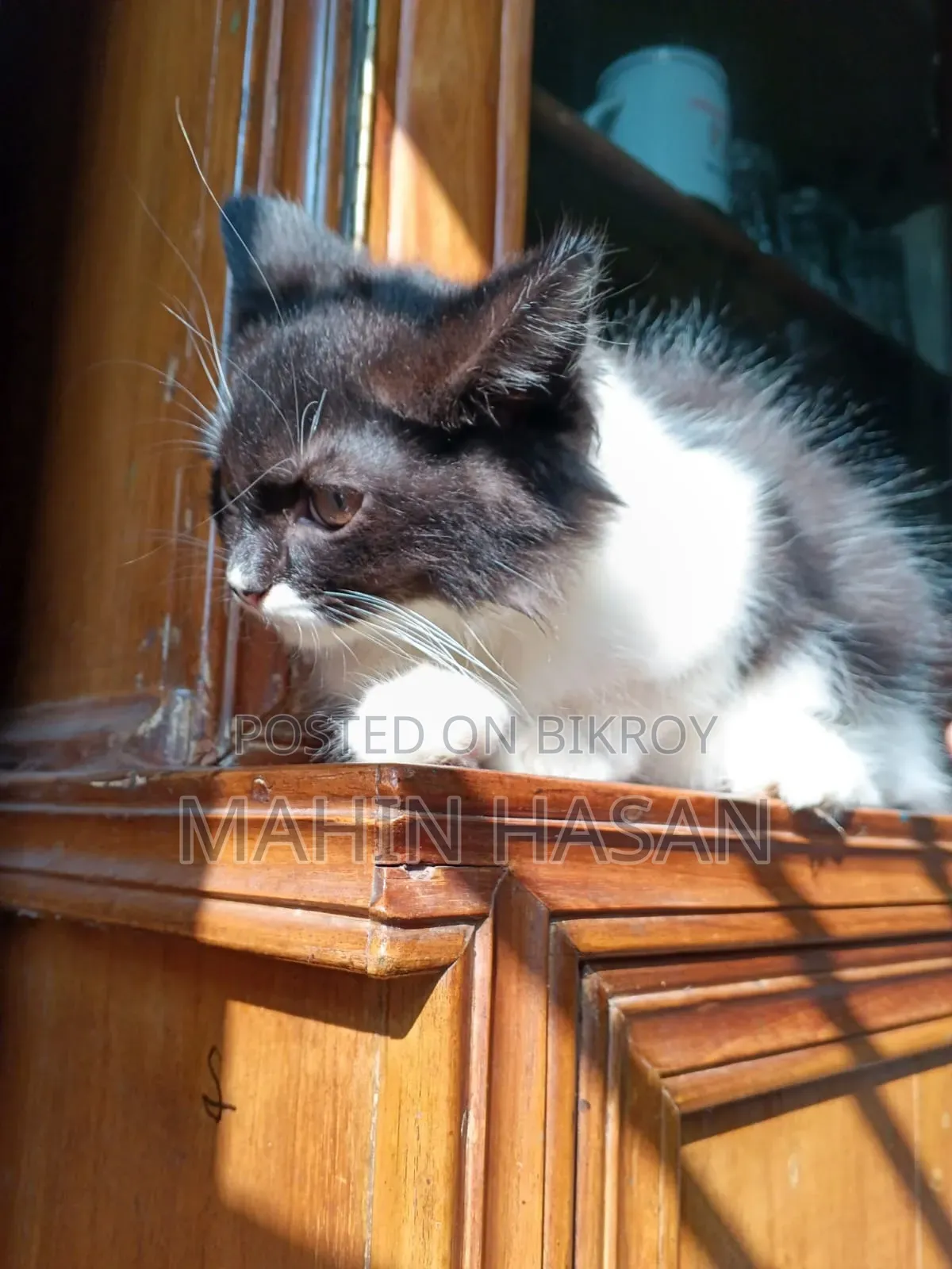 1-3 months Female Purebred Persian