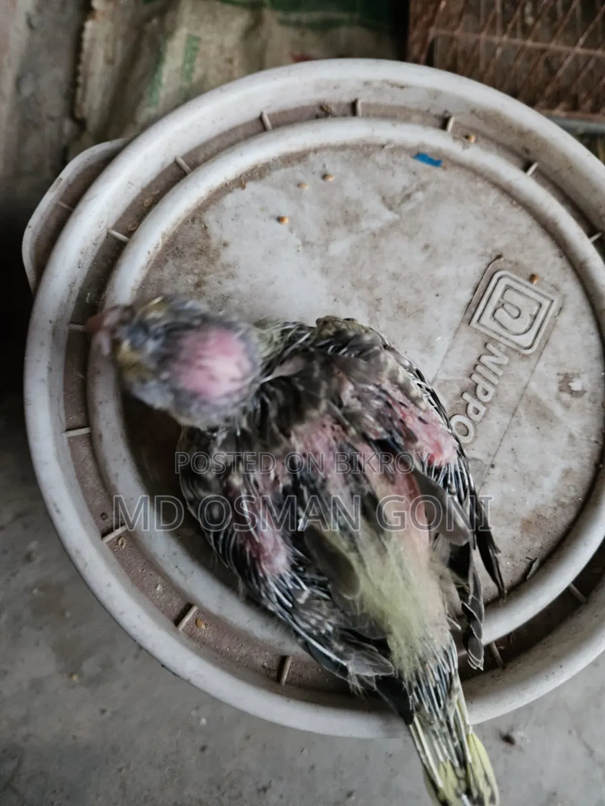 টেম সাইজের কোকাটেল এর বাচ্চা