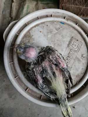 টেম সাইজের কোকাটেল এর বাচ্চা