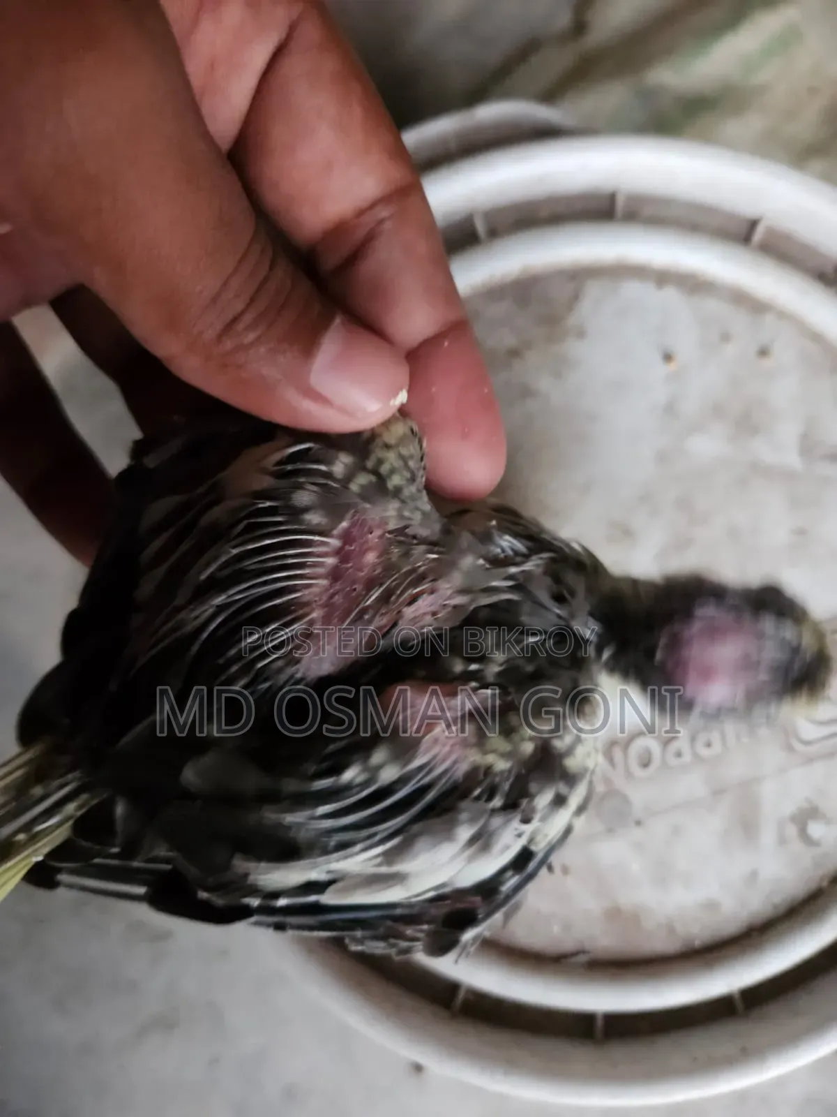 টেম সাইজের কোকাটেল এর বাচ্চা