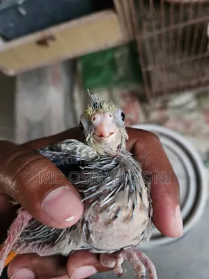 টেম সাইজের কোকাটেল এর বাচ্চা