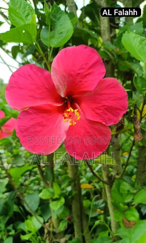Hibiscus Flower Plant