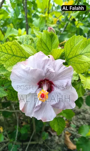 জবা ফুলের চারা