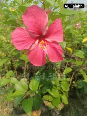 জবা ফুলের চারা